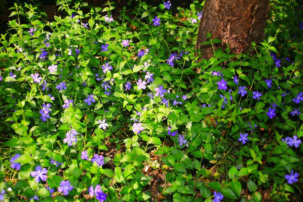 Mitten Im Seenland Und Spreewaldnah, Schoener Garten Storkow  Exterior foto